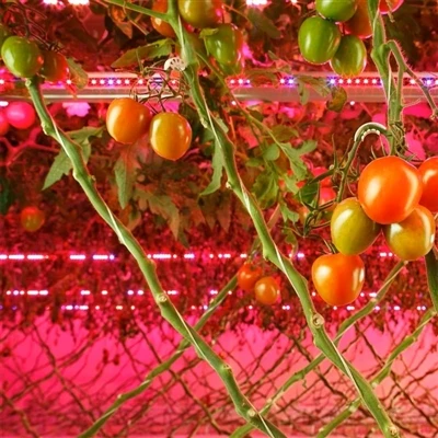 Stop Wasting Photons on Top Leaves: The Engineering Case for Inter-Canopy Tomato Lighting