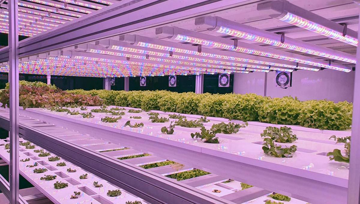 vertical farming.jpg