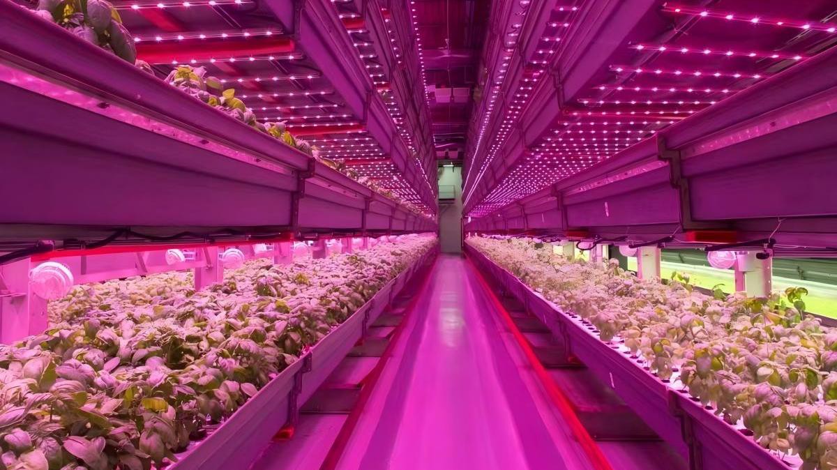 LED GROW LIGHTS 2 LED GROW LIGHTS 2