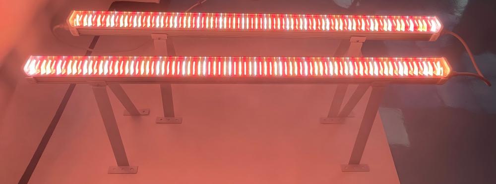 intracanopy lighting.jpg