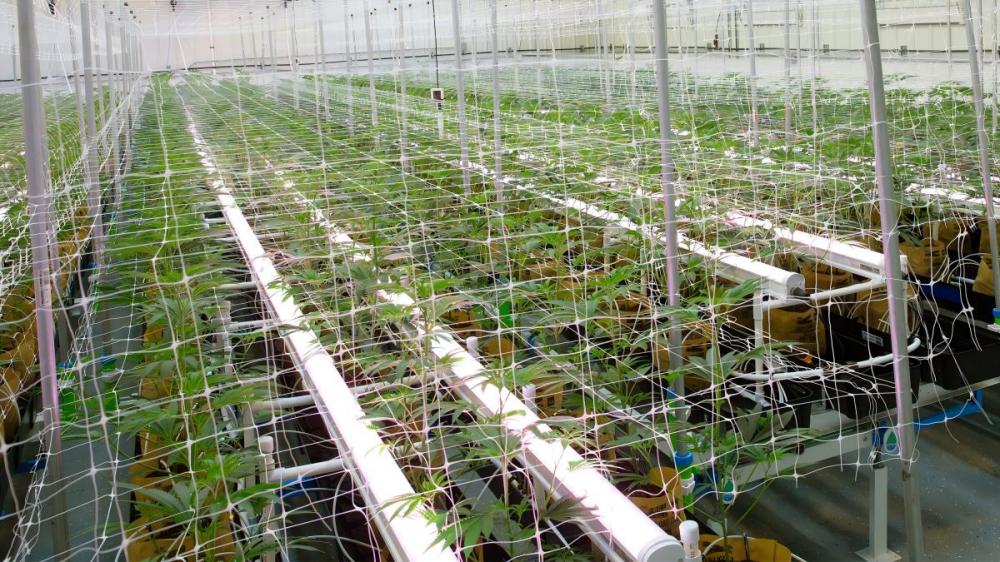 inter canopy lighting.jpg