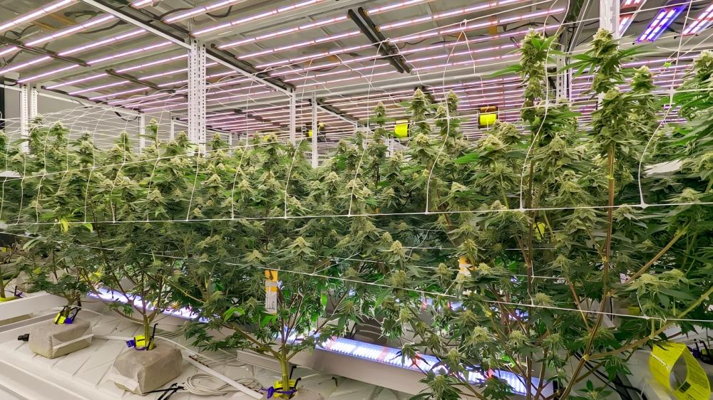 inter canopy grow light.jpg